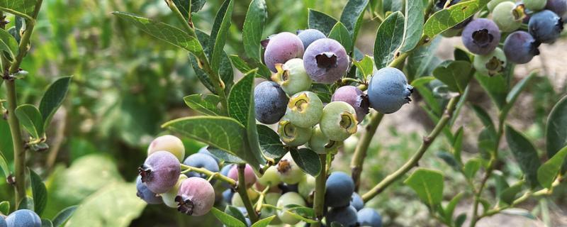 北方盆栽蓝莓有哪些品种，有矮丛蓝莓、半高丛蓝莓等