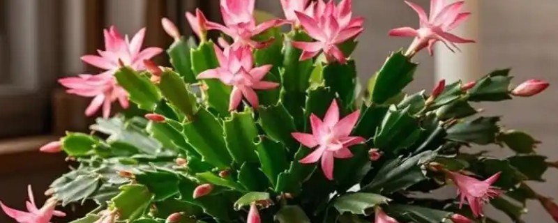 蟹爪兰叶子为什么发蔫变软，可能是浇水过多所致