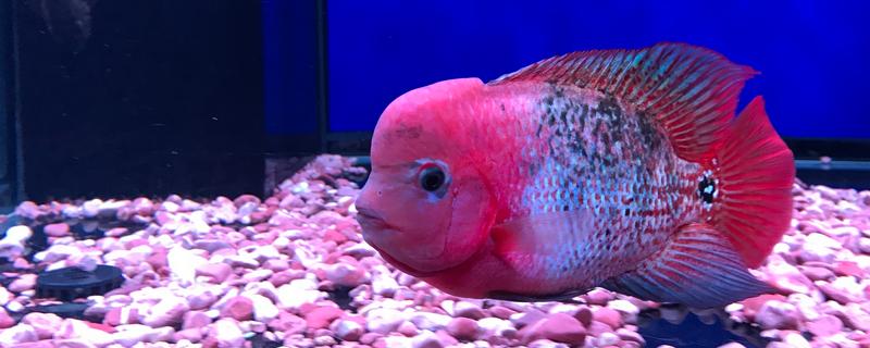 罗汉鱼会不会咬人，一般是不会咬人的