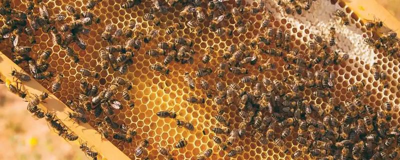 蜜蜂自然分蜂的季节，集中在春季