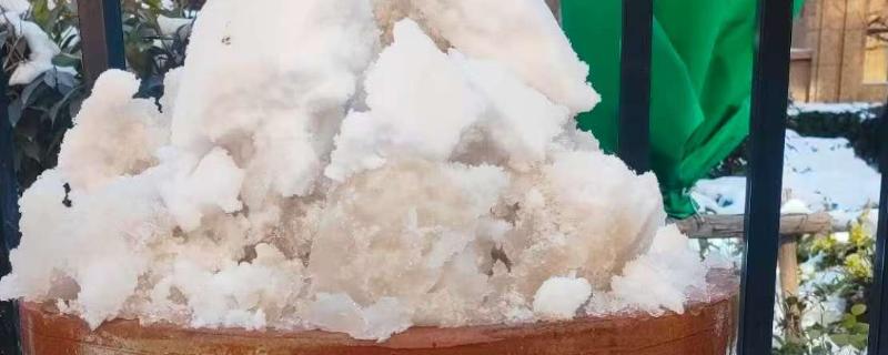 雪水可以浇花吗，雪水能浇花