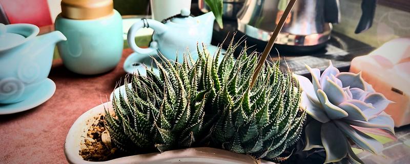 波路开花后怎么处理,将开败的残花及时剪除掉