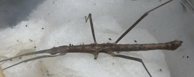 竹节虫是益虫还是害虫，竹节虫是害虫