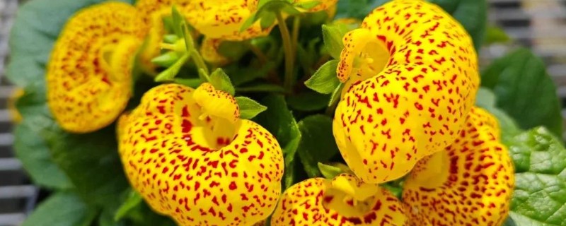 荷包花的特征，花的颜色也比较多