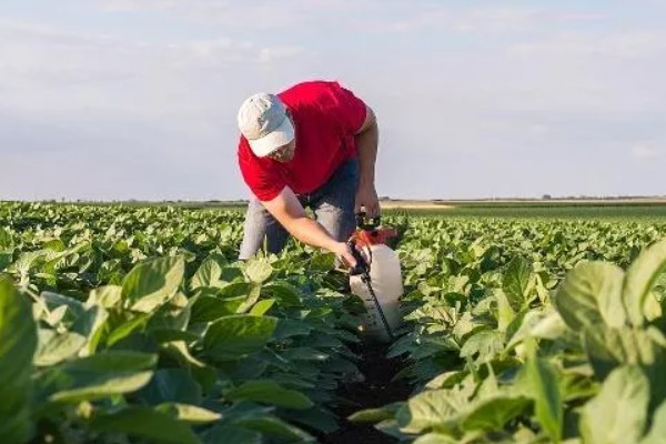 氮肥对植物有什么作用，能促进作物细胞的分裂和生长