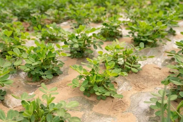 氮肥对植物有什么作用，能促进作物细胞的分裂和生长