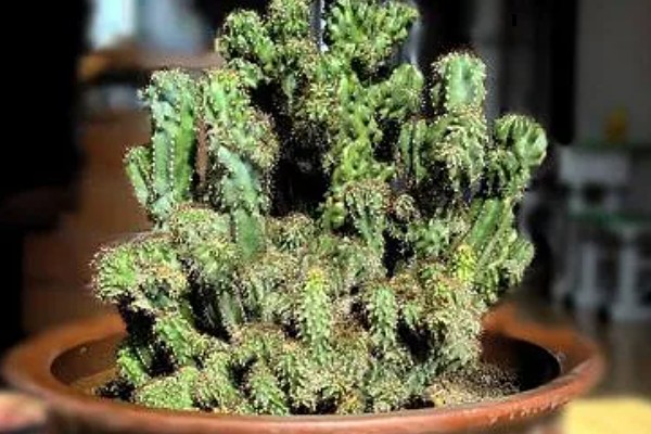 山影拳的养殖方法，将其放置在室内朝阳的环境下养护