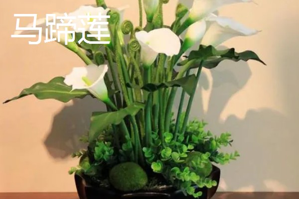 春天有哪些开放的花,有栀子花、马蹄莲等