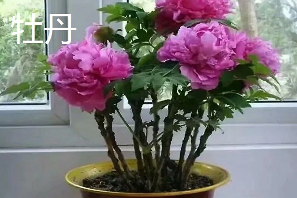 春天有哪些开放的花,有栀子花、马蹄莲等