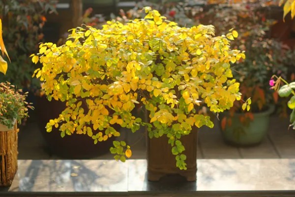 春天有哪些开放的花,有栀子花、马蹄莲等