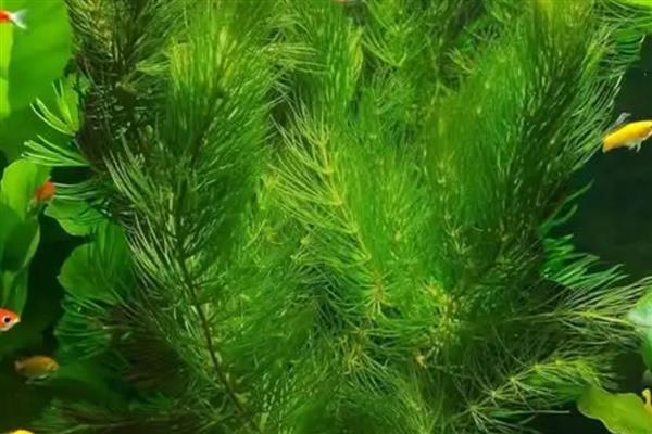 金鱼藻有没有种子,有种子