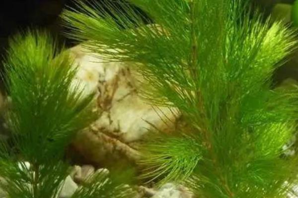 金鱼藻有没有种子,有种子