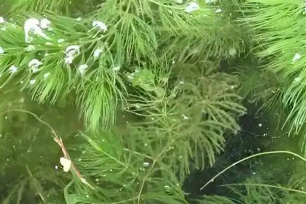 金鱼藻有没有种子,有种子