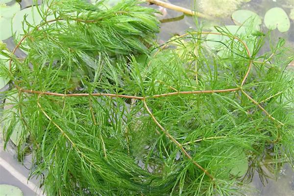 金鱼藻有没有种子,有种子