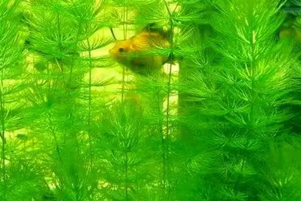 金鱼藻有没有种子,有种子