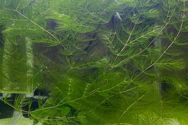 金鱼藻有没有种子,有种子