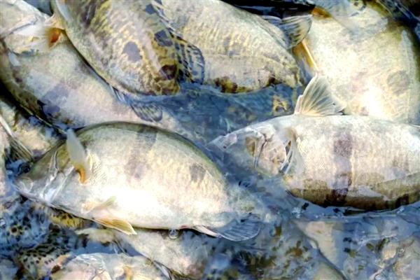 桂鱼的养殖条件，养之前先饲养饵料鱼