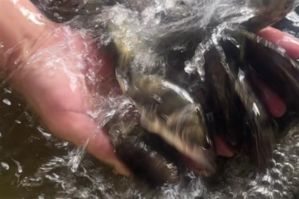 桂鱼的养殖条件，养之前先饲养饵料鱼