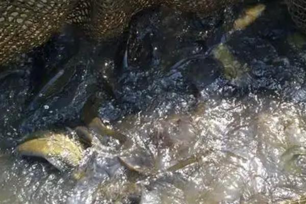 桂鱼的养殖条件，养之前先饲养饵料鱼