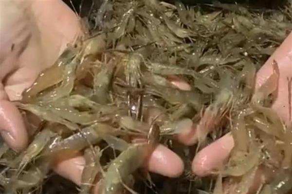 捕捉河虾的配方，原来包括荧光粉、安眠宁片等