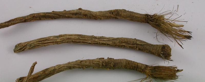 口防风简介，也叫西防风