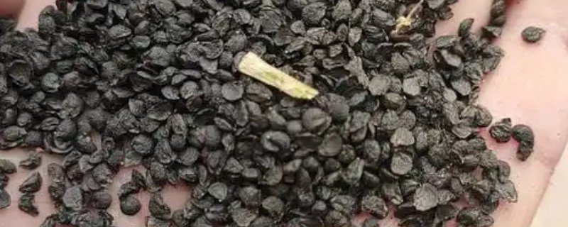 韭菜种子出苗第一年能不能割,第一年是可以收割的