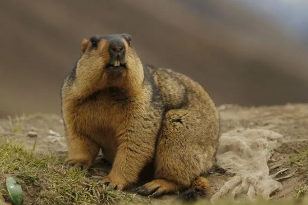 旱獭生活在什么地方，生活在平原、山地的各种草原等