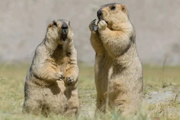 旱獭生活在什么地方，生活在平原、山地的各种草原等