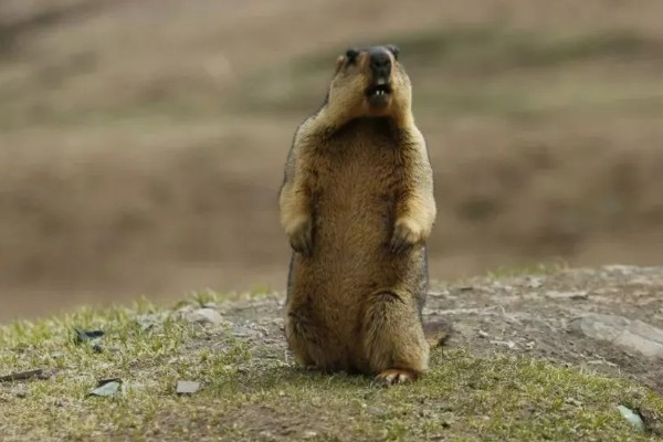 旱獭生活在什么地方，生活在平原、山地的各种草原等