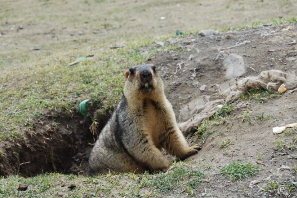旱獭生活在什么地方，生活在平原、山地的各种草原等