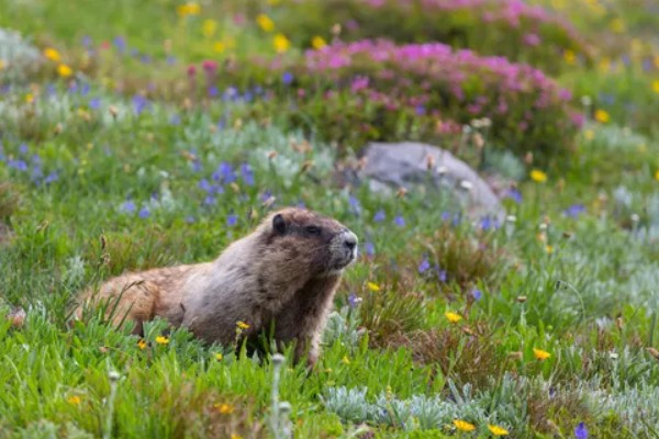旱獭生活在什么地方，生活在平原、山地的各种草原等