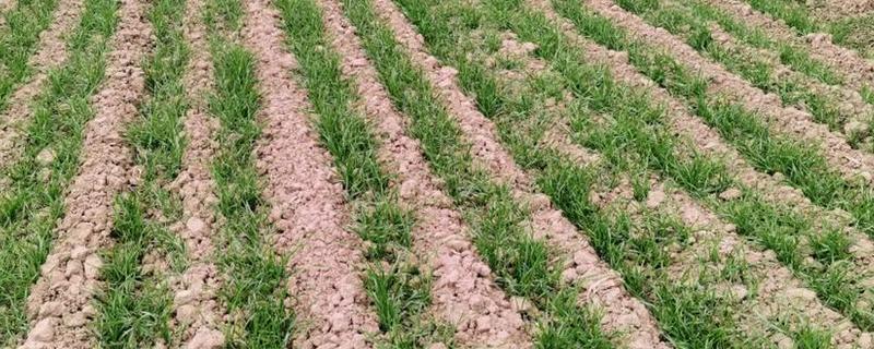 小麦行距多宽合适,控制在15-23cm左右