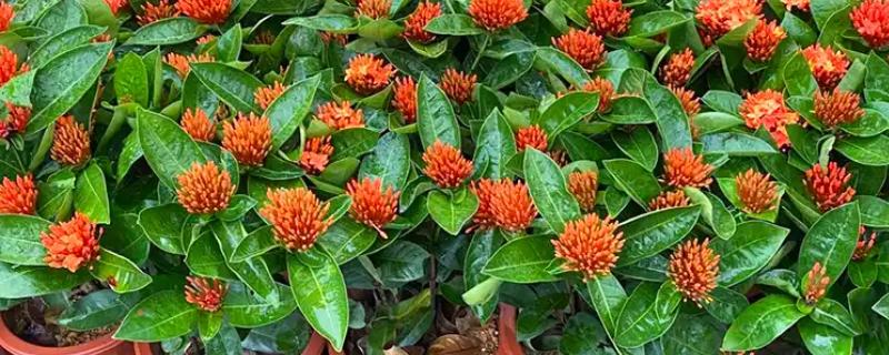 龙船花的作用,可供观赏还能药用