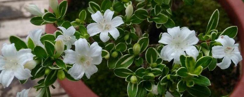 六月雪的花语,寓意友谊永存、温馨浪漫等