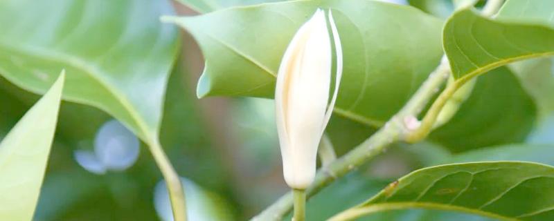 白兰花在什么时候开花,一般在4-9月开花