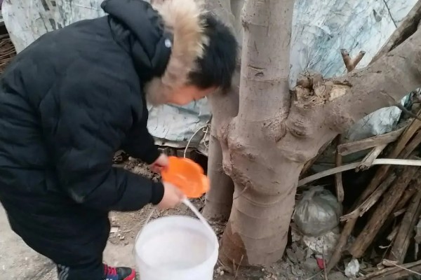 让大树快速死掉的方式，可每天往大树根部浇灌氢氧化钠