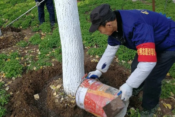 让大树快速死掉的方式，可每天往大树根部浇灌氢氧化钠