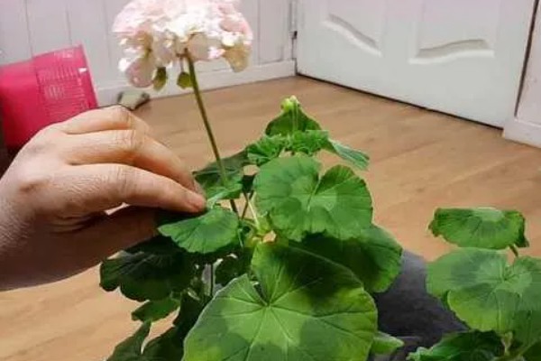 天竺葵的打顶掐尖方法，成株上端徒长的叶片和嫩芽要全部摘除