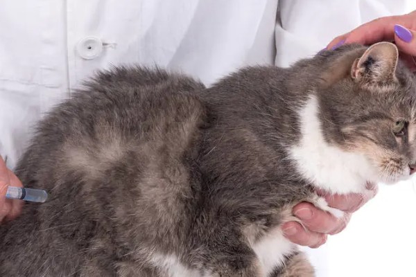 猫咪感染弓形虫有传染性吗，在外界发育至少一天以上才有传染性