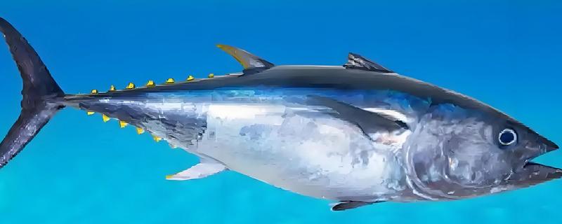 金枪鱼是深海鱼吗，许多品种的金枪鱼都属于深海鱼