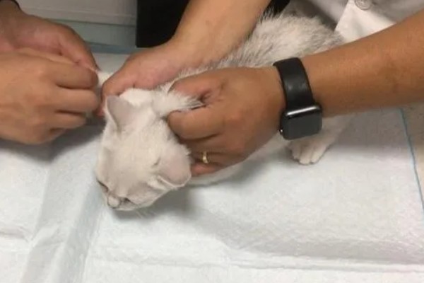 猫咪感染弓形虫有传染性吗，在外界发育至少一天以上才有传染性