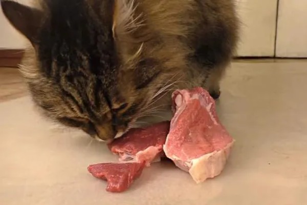 猫咪感染弓形虫有传染性吗，在外界发育至少一天以上才有传染性