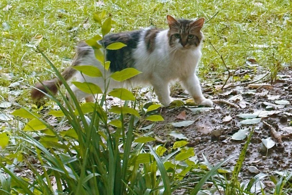 猫咪感染弓形虫有传染性吗，在外界发育至少一天以上才有传染性