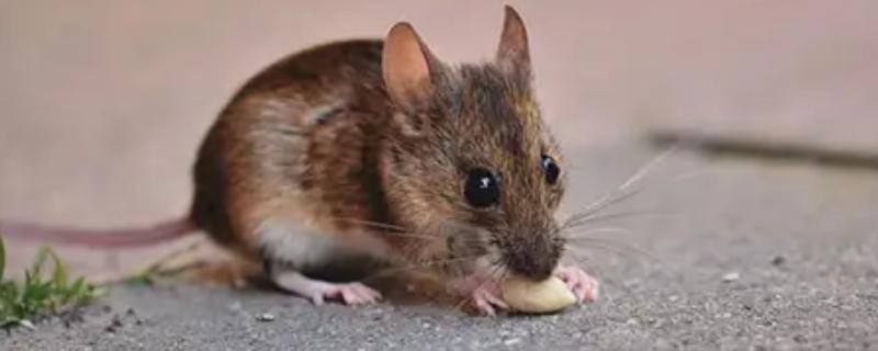 老鼠的繁殖期，繁殖期是45天左右