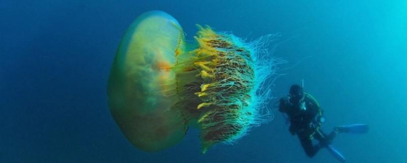 野村水母简介，是一种巨型水母