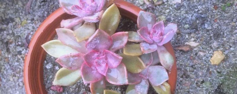 多肉初恋怎么养殖,定期追施稀薄的肥液可促进茎叶生长