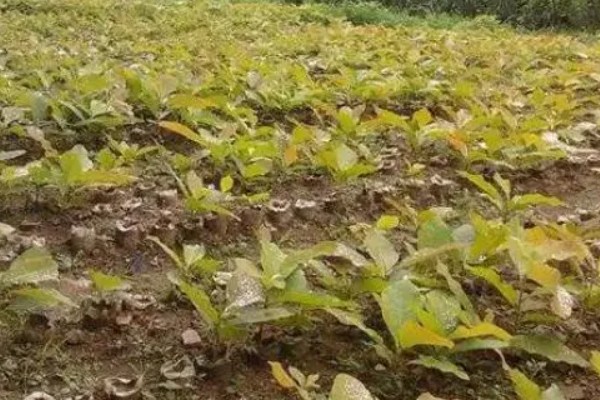 淡紫拟青霉防治对象，可防治黄瓜、西瓜等作物的根结线虫等