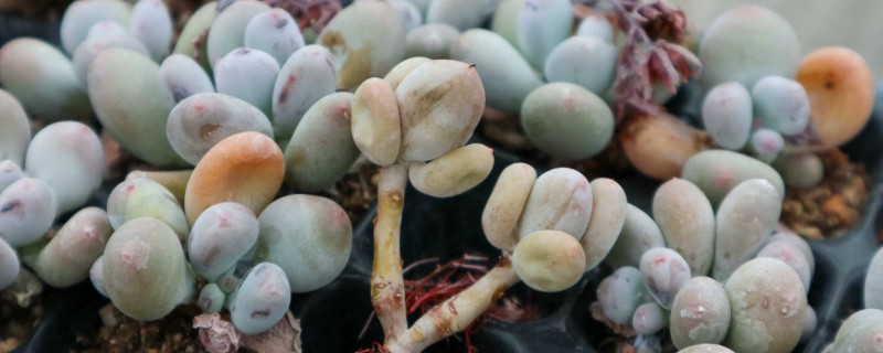 星美人叶子干瘪怎么处理，可更换盆土