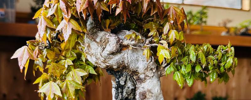 三角枫盆景的养殖方法，需要每隔一周浇一次水