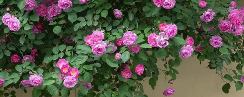 蔷薇的种植方法,一年四季均可种植